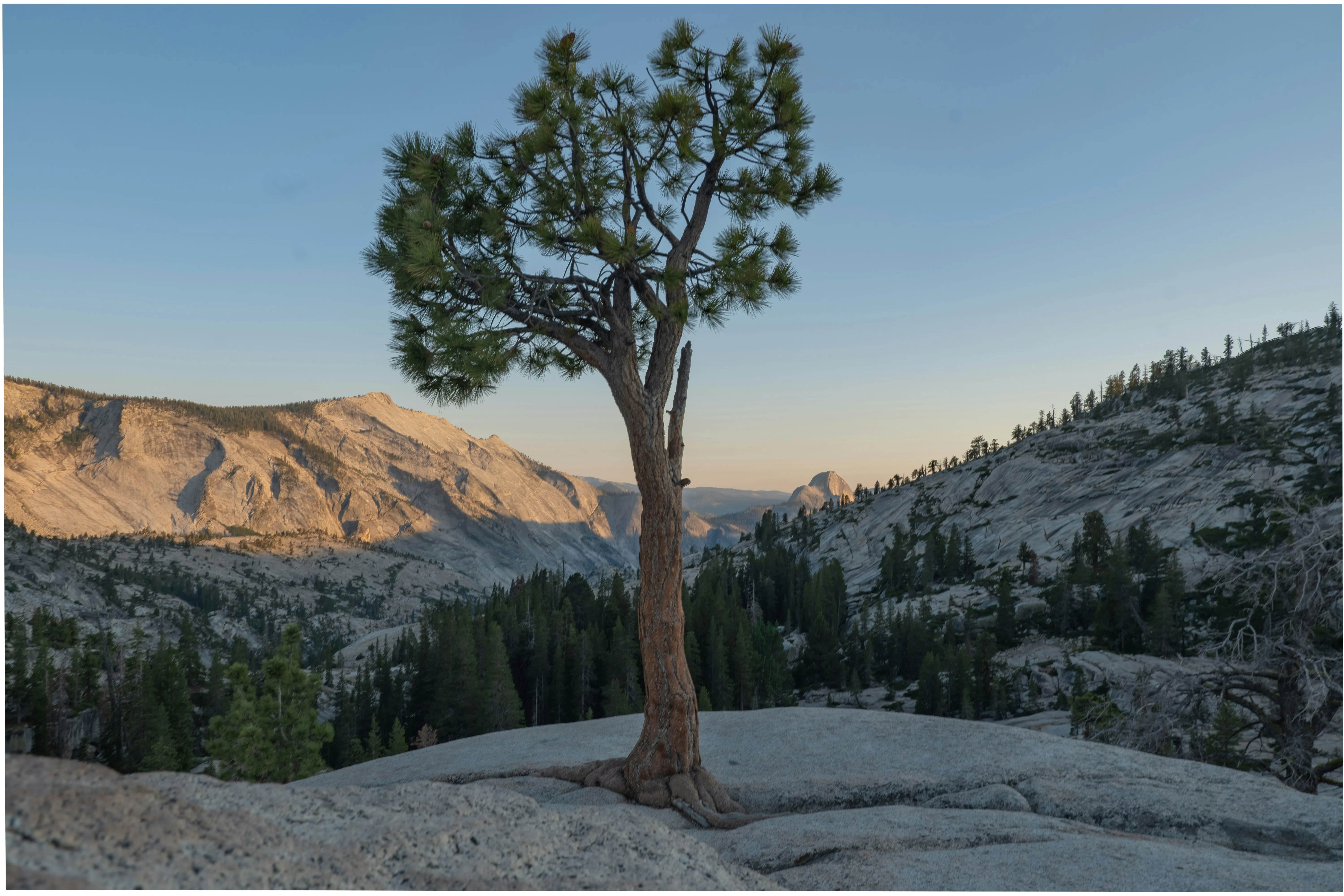 A lone pine growing from bare granite at Olmsted Point, Half Dome faint in the hazy distance under warm evening light.