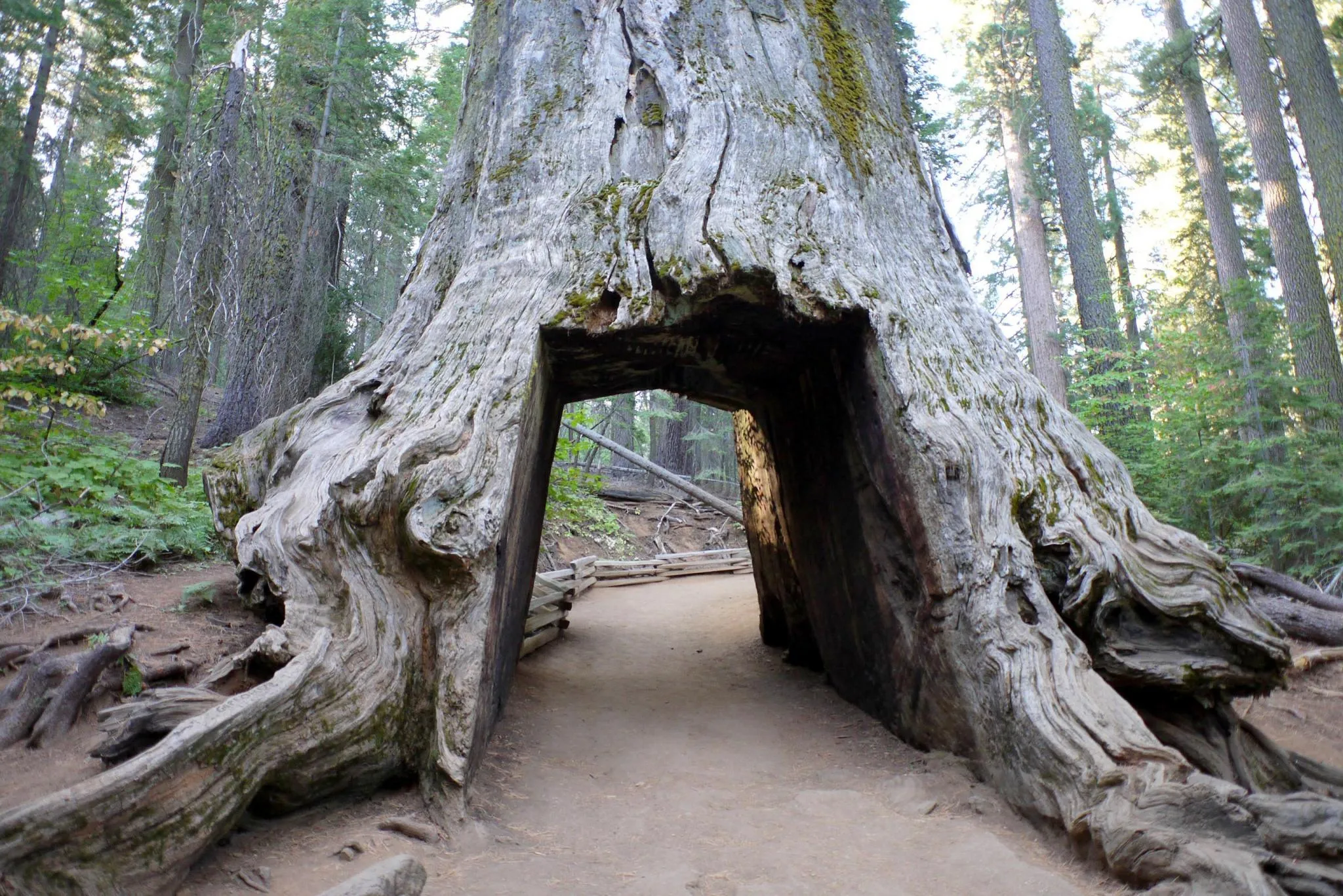The Dead Giant, a hollowed-out sequoia in Tuolumne Grove with a walk-through tunnel cut through its base, a footpath running through it.