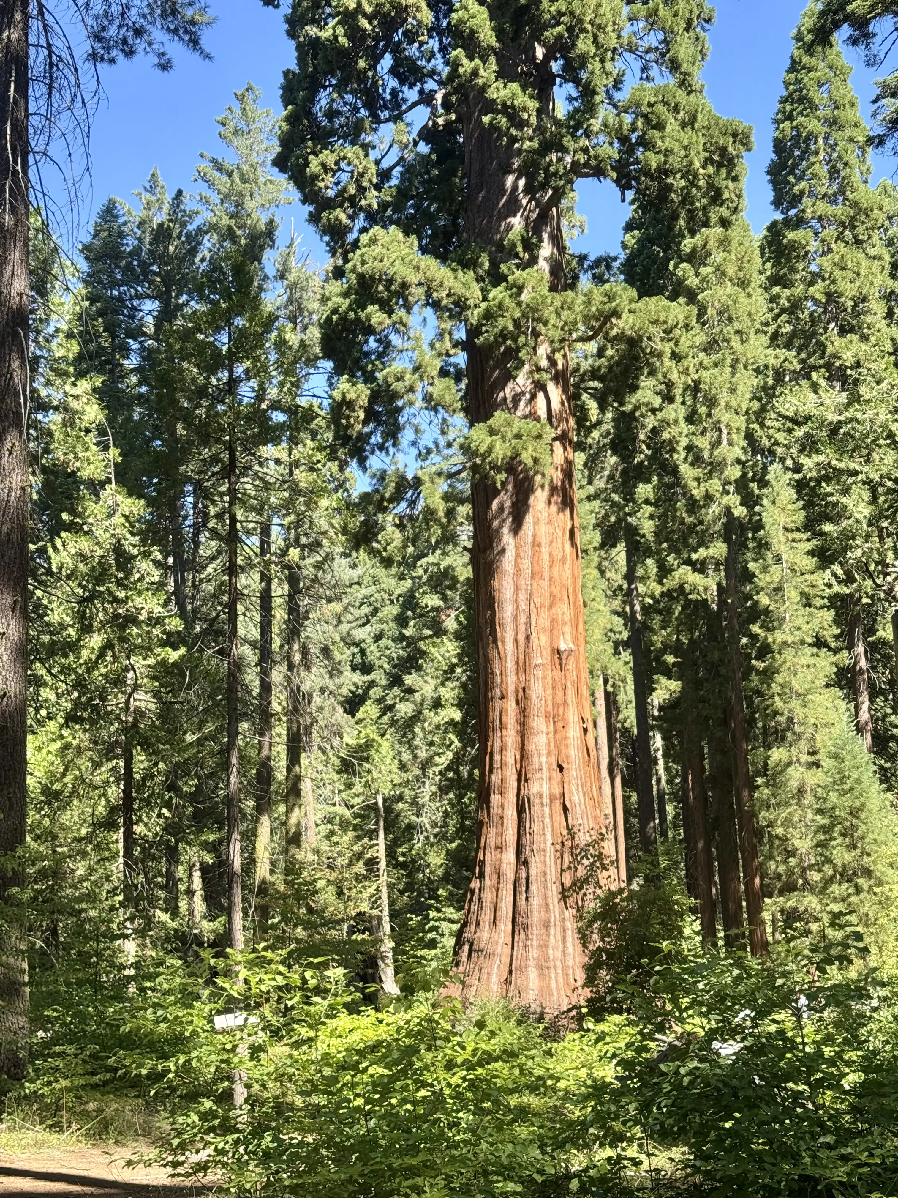 Giant sequoia trunk at Nelder Grove near Sierra Sky Ranch, Oakhurst, CA