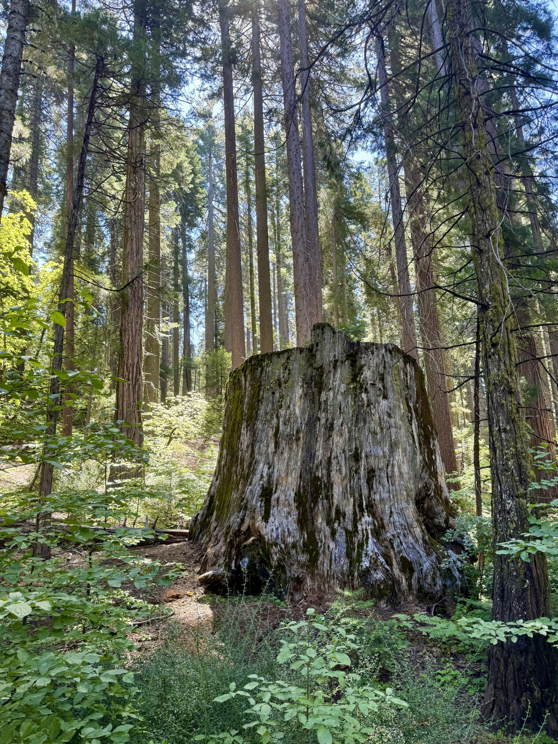 Enormous ancient sequoia tree stump surrounded by tall pines in a sunlit forest grove