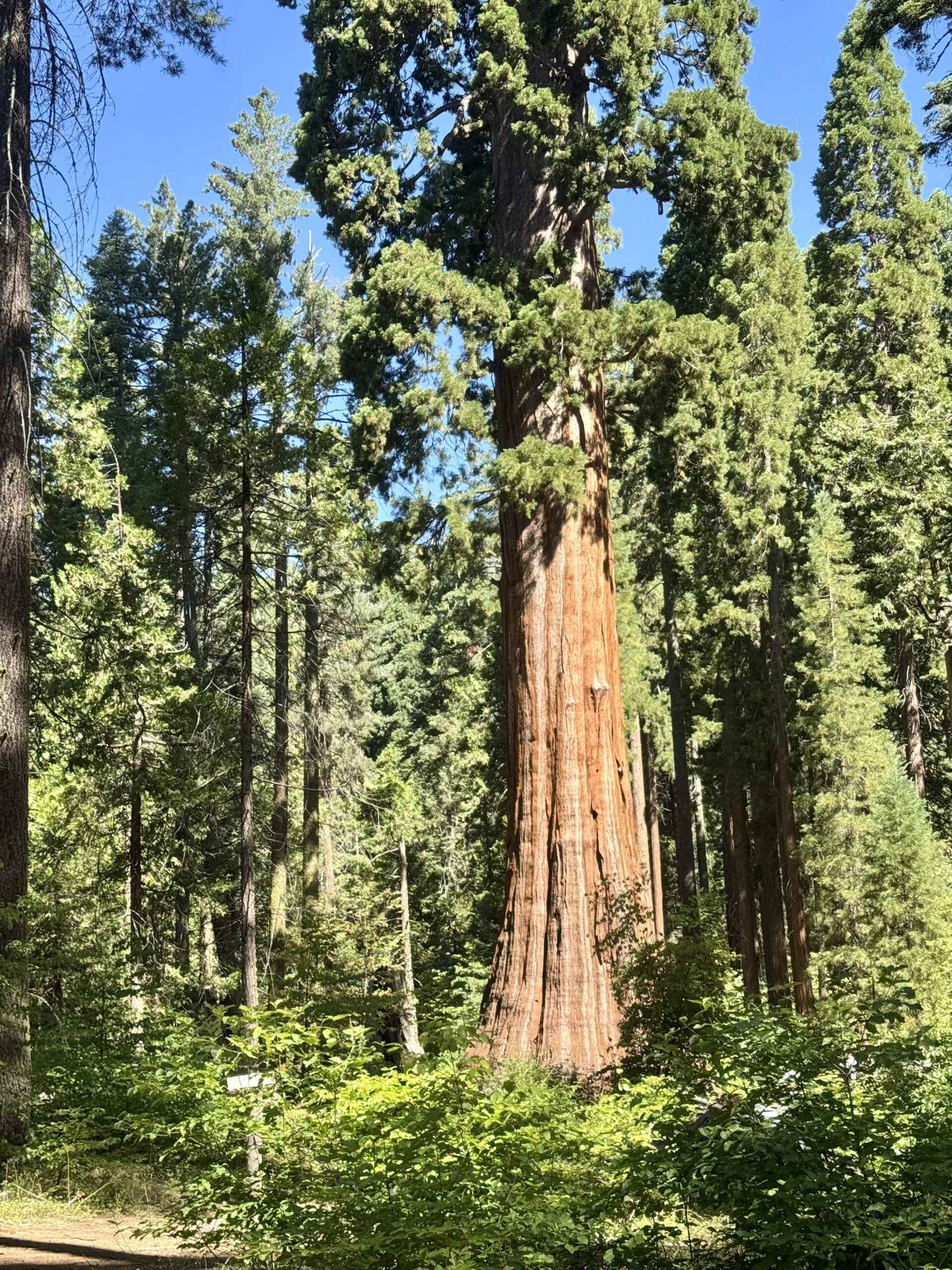 Bull Buck Tree, a giant sequoia towering above the forest canopy in Nelder Grove, California