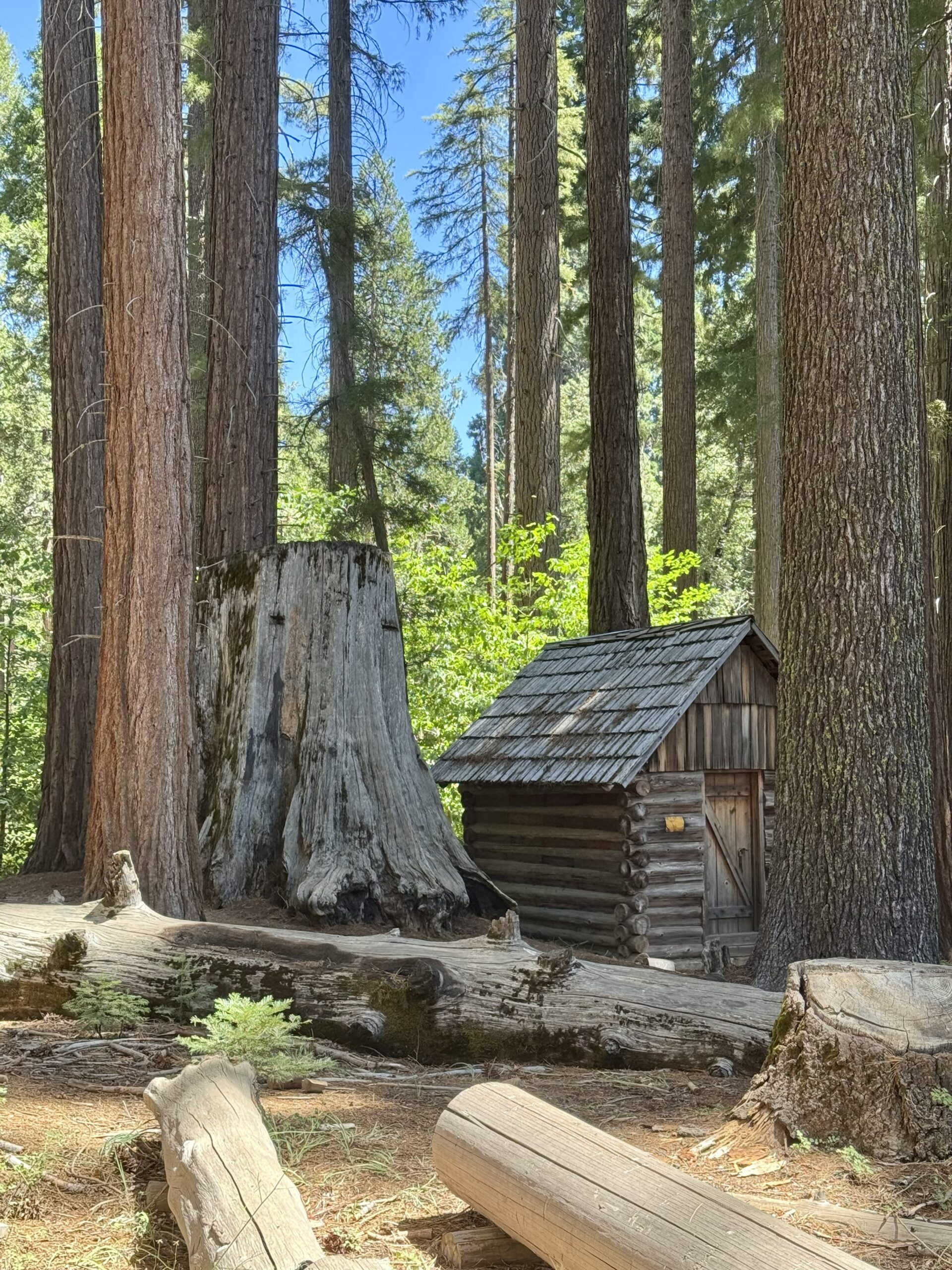 Small wooden log cabin nestled beside a massive giant sequoia stump in a redwood forest