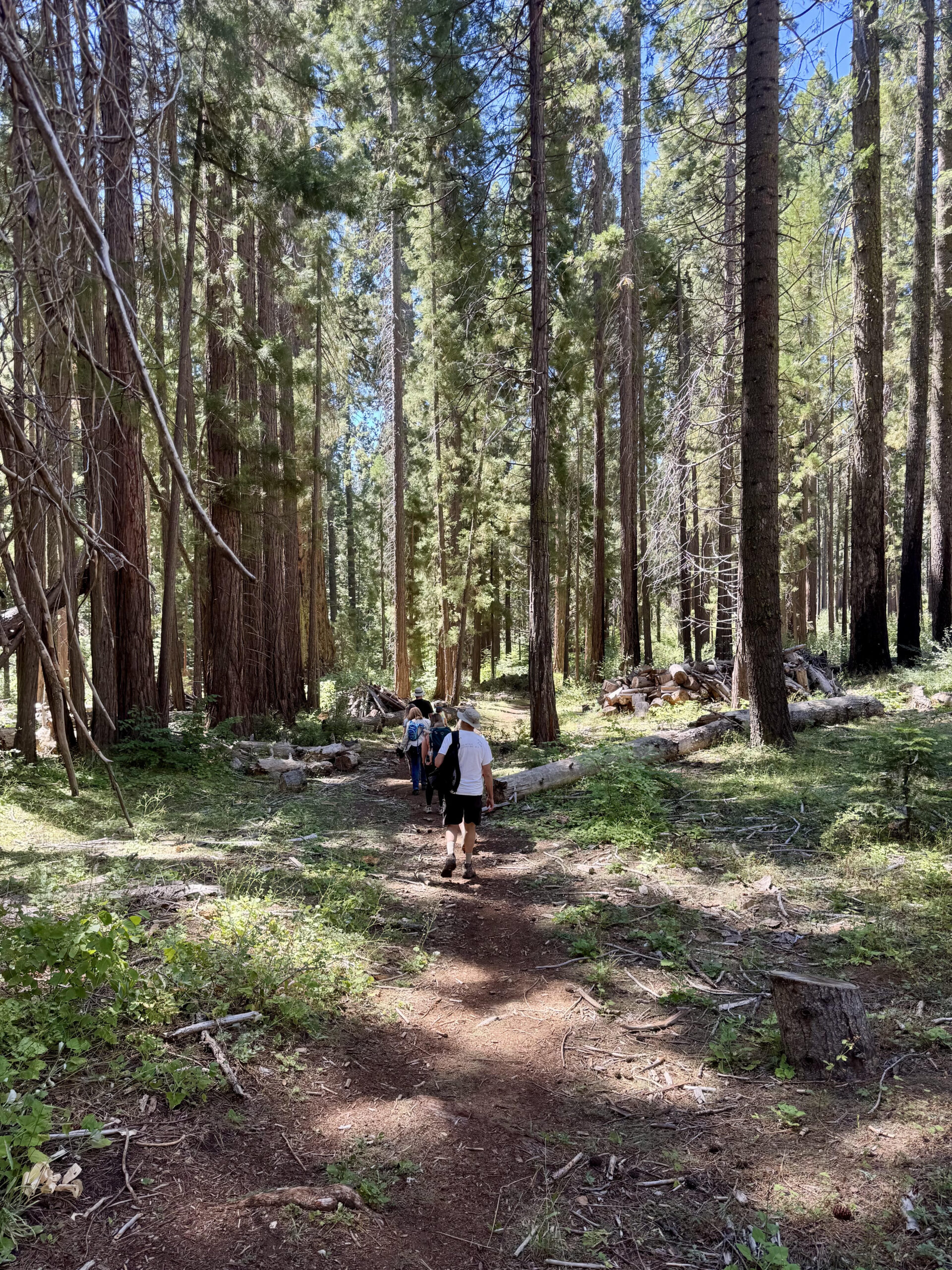 Group of hikers walking a forest trail through tall pines and sequoias on a sunny day
