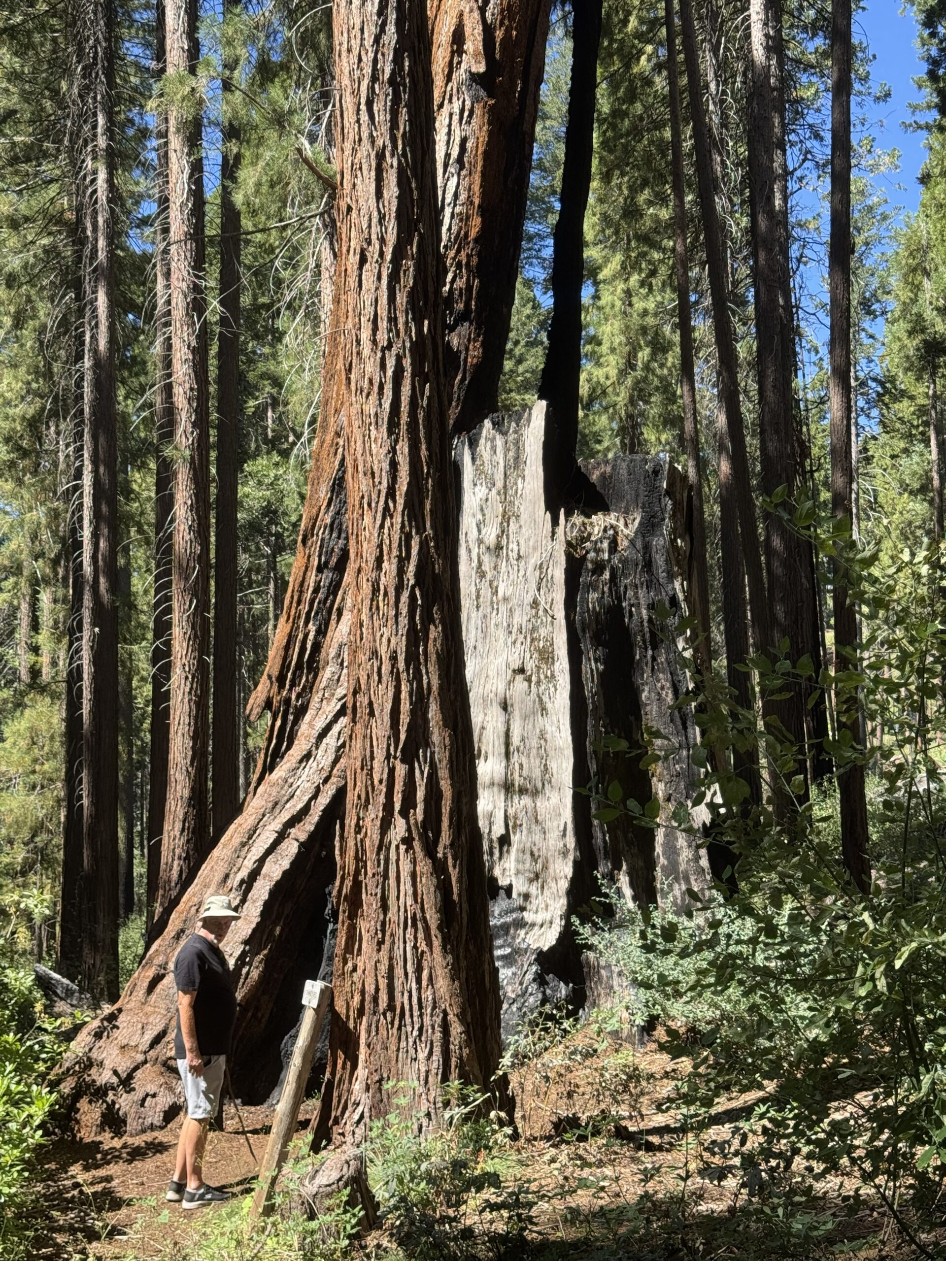 Hiker standing beside a towering old-growth sequoia trunk with weathered bark on a forest trail