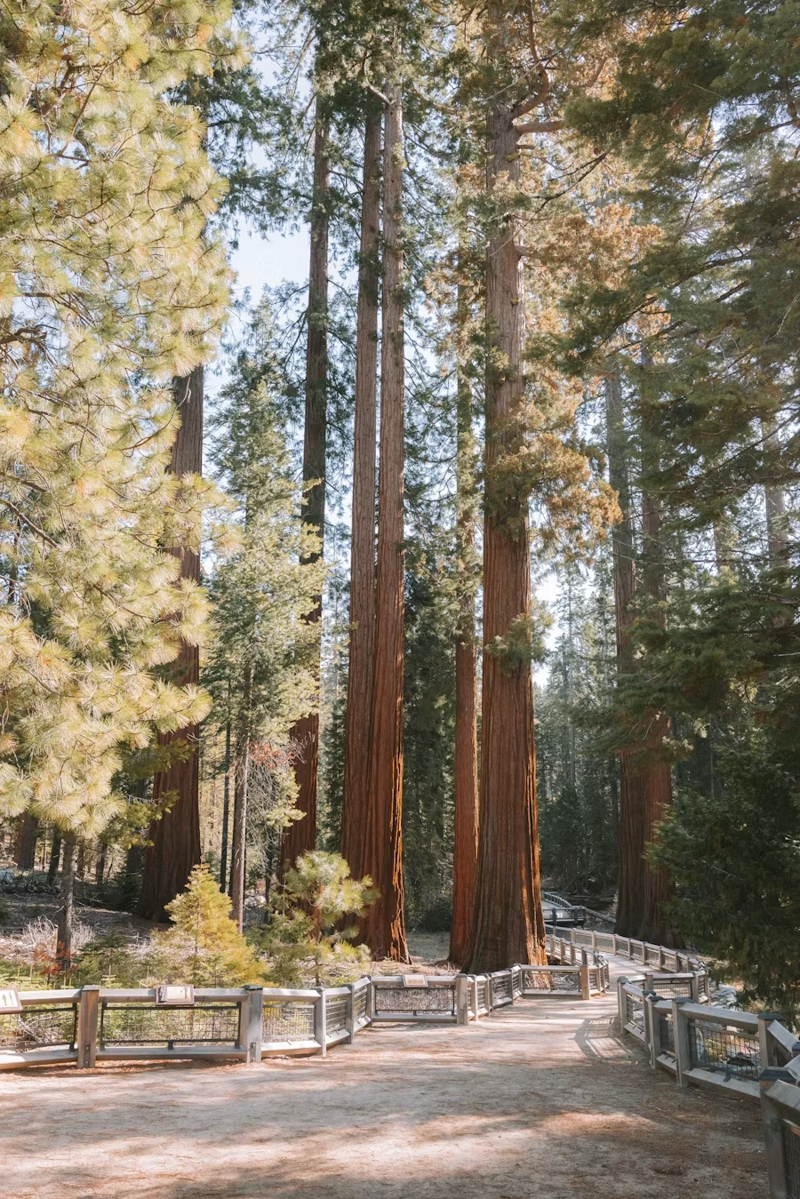Towering giant sequoias in Mariposa Grove, Yosemite National Park.
