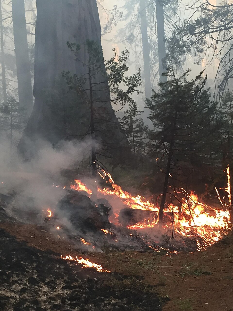 Wildfire burning in Nelder Grove during the 2017 Railroad Fire